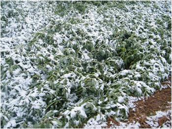 西北華北黃淮多地遭受低溫雪災(zāi)，務(wù)農(nóng)百姓又遭殃